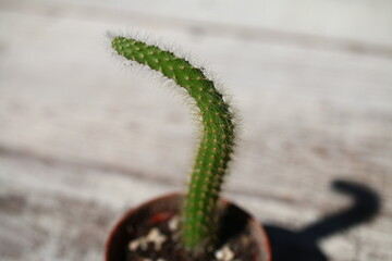 kaktus Hildewintera Cleistocactus aureospinus Małpie ogony