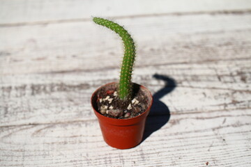 kaktus Hildewintera Cleistocactus aureospinus Małpie ogony