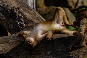 sleeping squirrel