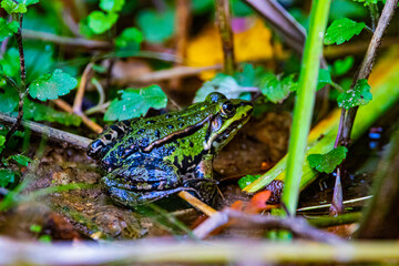 frog in the water