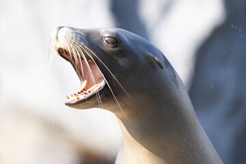 close up of a seal