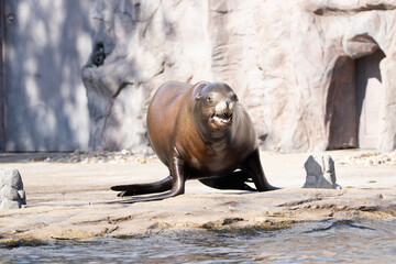 state sea lion