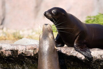 island sea lion