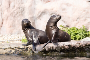 island sea lion