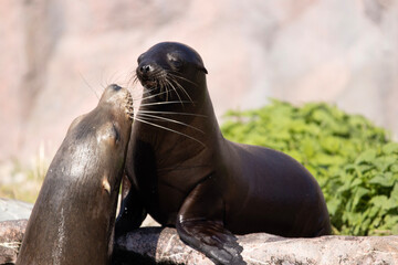 Fototapeta premium island sea lion