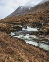 Composite image of red deer stag in Stunning Winter landscape image of River Etive and Skyfall Etive Waterfalls in Scottish Highlands