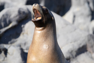 island sea lion