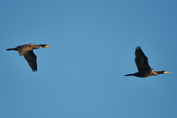 Kormorane im Flug