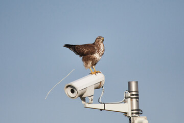 Mäusebussard sitzt auf einer Überwachungskamera  © Karin Jähne