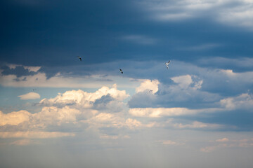 Möwen vor Regenwolken 1