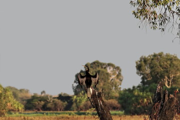 Australasian darter bird drying wings-early morning sun. Yellow Water Billabong-Kakadu-Australia-213