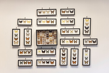 Butterfly framed and collection mounted on wall