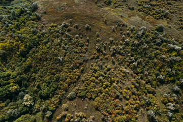 Aerial top view of the green and yellow trees on the autumn hill. Drone shot of a country road.