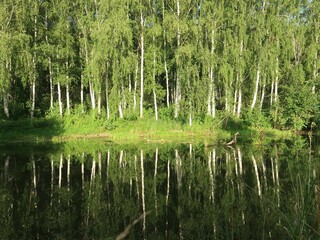 trees at the river