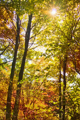 Fototapeta premium 紅葉した森林に差し込む太陽の光（縦）