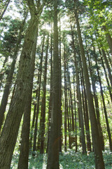 Obraz premium 杉林の森林に差し込む太陽の光（縦）