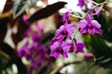 Orchid flower in orchid garden, Orchid flower bloom. High quality photo