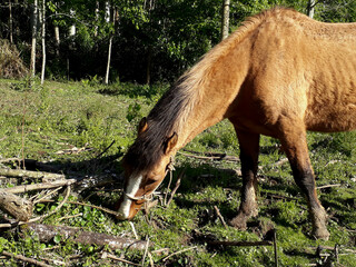 Obraz premium Photograph of an old horse in the field