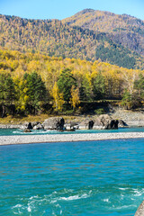 Fototapeta na wymiar View of river Katun and Altay mountains