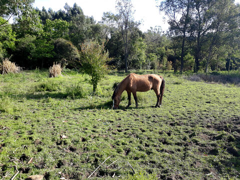 Photograph of an old horse in the field