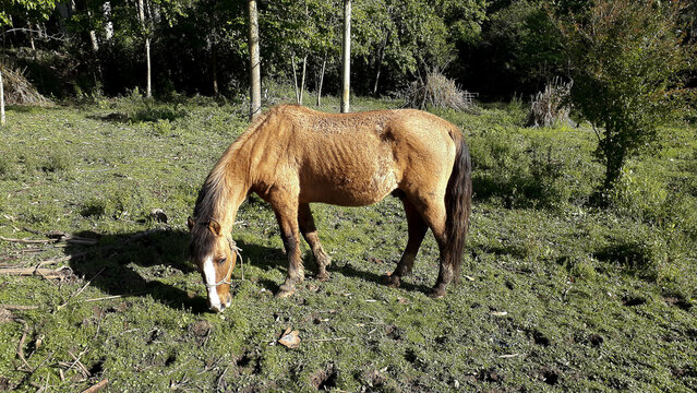 Photograph of an old horse in the field