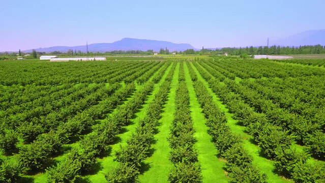 Row of hazelnut trees in green garden, rich soil, dark trunks, green leaves, bright blue sky. Drone view on hazelnut tree plantation in summer against backdrop of mountains. agriculture, mountains.