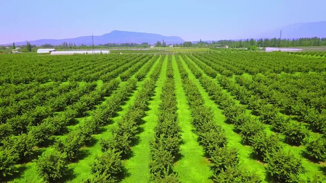 Aerial view from drone to sown fields with nuts. Hazelnuts grow in rows, creating furrows. View of mountains and valley on summer day. Horizontal movement of drone. Agriculture. Hazelnut plantation.
