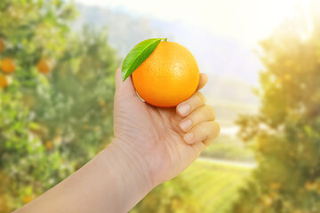 Man's hand holding oranges in the morning with the sun and orange groves in the background.