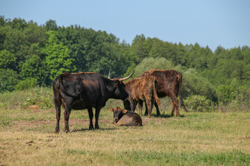 Water buffalo with calf on a meadow in federal state Brandenburg, Germany