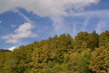 clouds over the forest