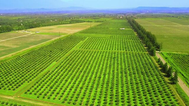 Row of hazelnut trees in green garden, rich soil, dark trunks, green leaves, bright blue sky. Drone view on hazelnut tree plantation in summer against backdrop of mountains. agriculture, mountains.