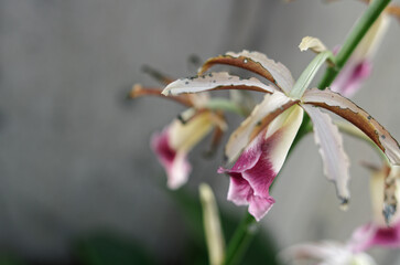 カクチョウラン