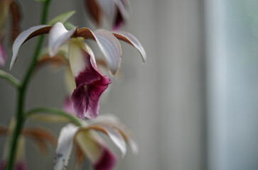 カクチョウラン