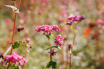 【岐阜県】赤いソバの花「福地いろどりむら」