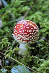 L’amanite tue-mouches