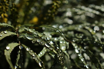 Thick water drops on broad green leaves seen in the early morning light. Green, calming nature background