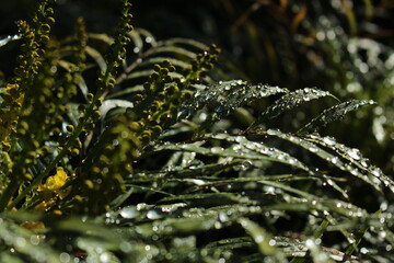 Thick water drops on broad green leaves seen in the early morning light. Green, calming, soothing nature background or wallpaper or screensaver.