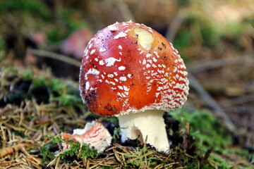 L’amanite tue-mouches