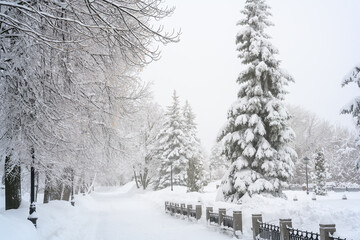The morning fog in the forest and white snow.