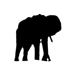  sylwetka słonia z podniesioną trąbą, słoń - ilustracja wektorowa - obrazy, fototapety, plakaty