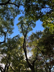 trees and sky