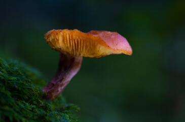 orange cap boletus
