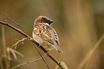 sparrow on a branch