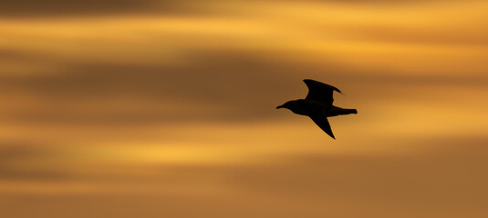 silhouette of a bird