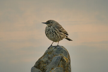 rock pipit