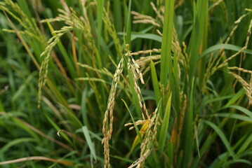 Natural ripe paddy in the rice field or paddy field. Known as Oryza Sativa. 