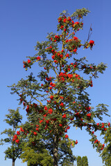 A close-up of a rowan tree in federal state Brandenburg - Germany