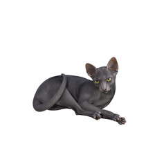 Sphynx cat isolated on transparent background. PNG File, 3D Rendering Illustration.