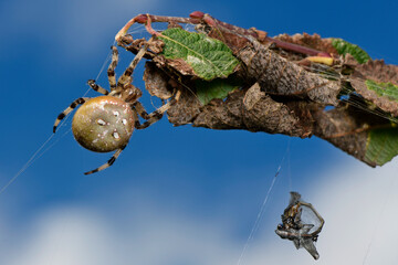 Four-spot orb-weaver // Vierfleckkreuzspinne (Araneus quadratus) 