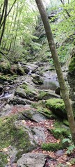 moss covered rocks